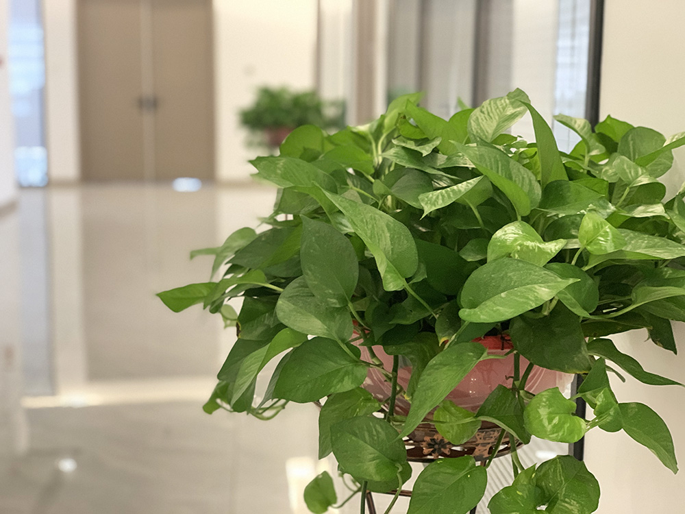 绿植区-3.jpg